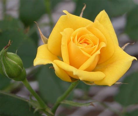m4ufree yellow rose
